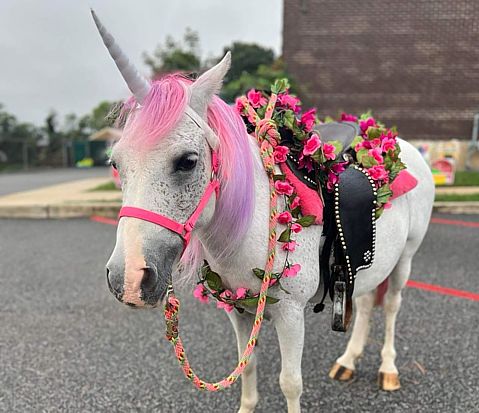 unicorn